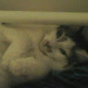 Meet your Posher, Tabitha